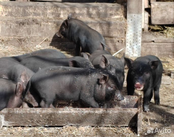 Вьетнамск вислобрюхий поросенок