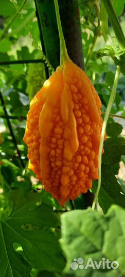 Семена Момордики