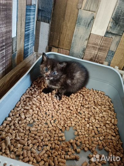 Отдам в добрые руки