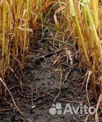 Бомба, вдг (гербицид)