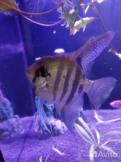 Аквариумные рыбки