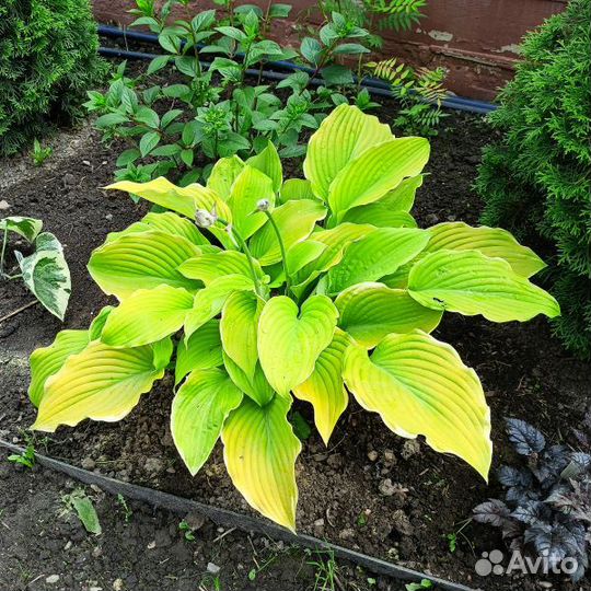 Хоста, многолетние растения для сада