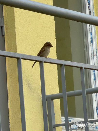 Монтаж видео