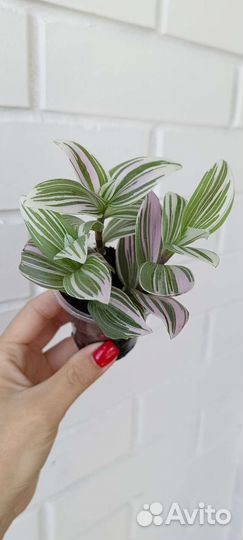 Сциндапсус Пилея Церопегия Вуда