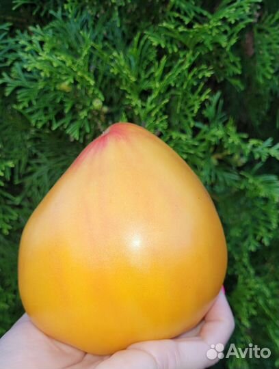 Семена коллекционных биколор томатов