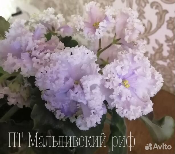 Детки сортовых фиалок
