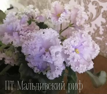 Детки сортовых фиалок