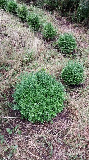 Самшит шары (буксусы)
