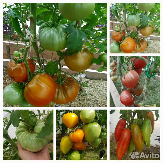 Семена сортовых томатов и перцев