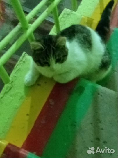 Котик Куэя