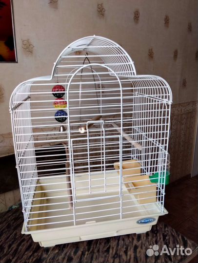 Клетка 65 47 36