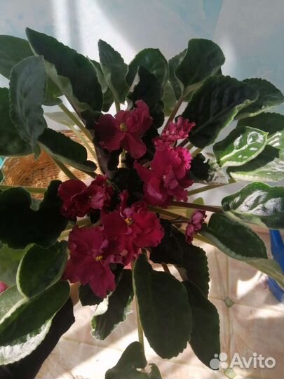 Фиалочка, сорт 