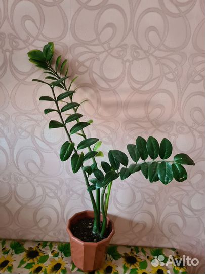 Замиокулькас