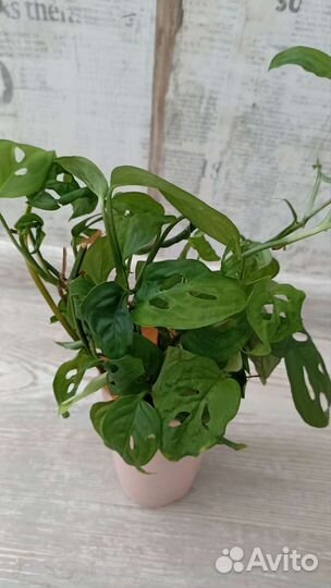 Монстера крупная,косая,сциндапсус золотистый