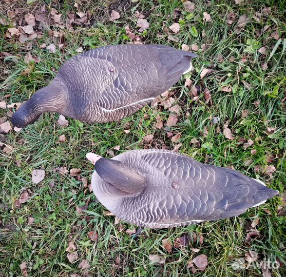 Чучела серого гуся Soft Plast Alfa