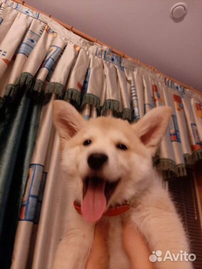 Щенок метис хаски с овчаркой