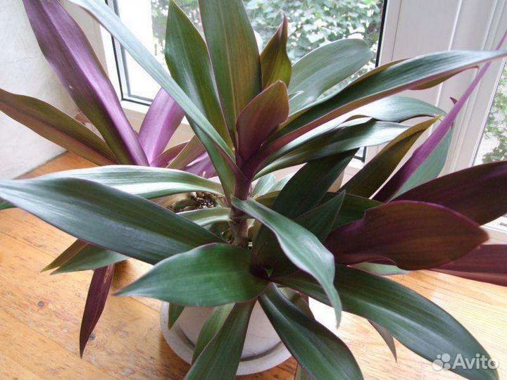 Комнатные цветы