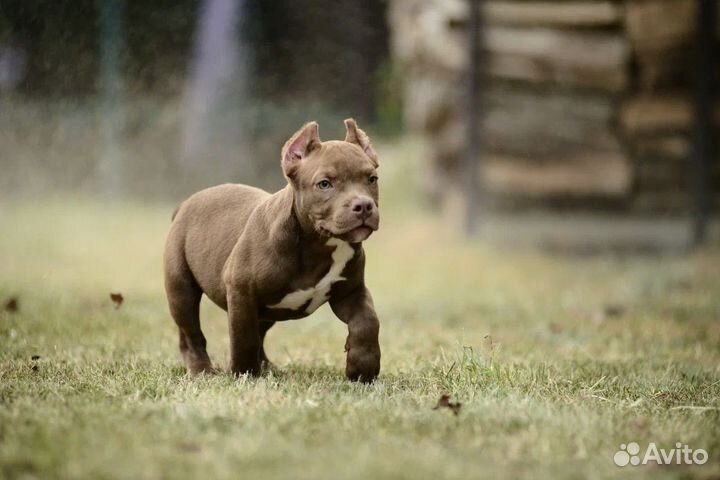 Американский булли покет мальчик