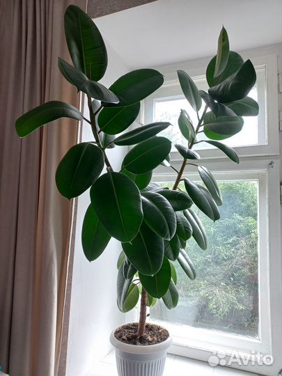 Фикус каучуконосный большой