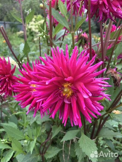 Георгины, хризантемы, гладиолусы, розы