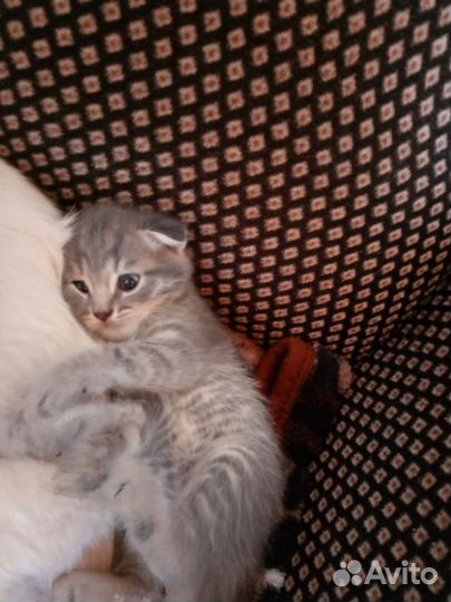Котята