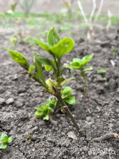 Темная и белая сирень