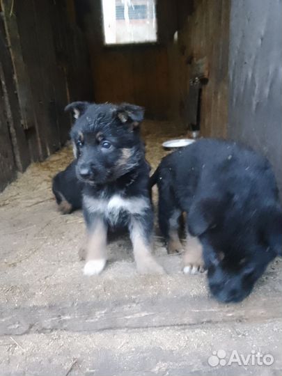 Немецкая овчарка