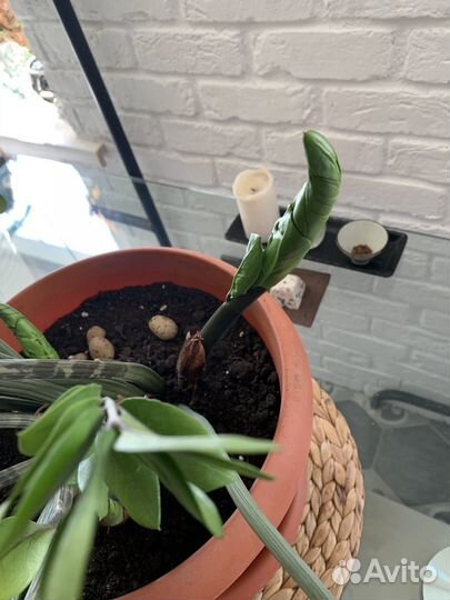 Замиокулькас