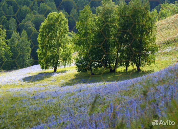 Фотографии. Отрада для глаз)