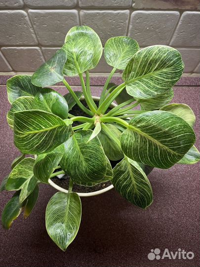 Филодендрон биркин