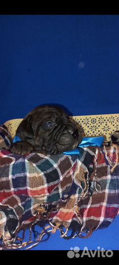 Щенки Кане Корсо