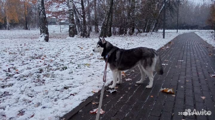 Хаски ищут дом