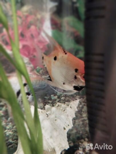 Скалярии кои