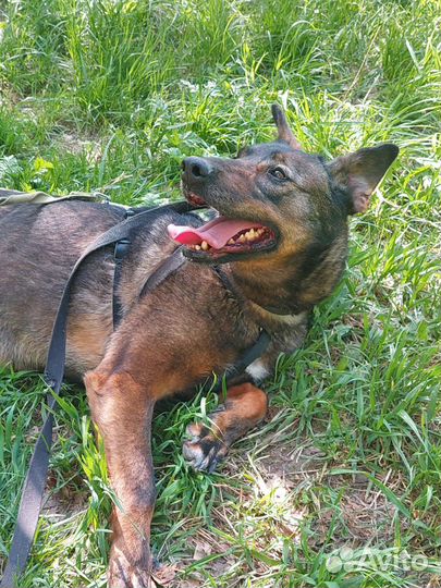 Феня хочет гулять