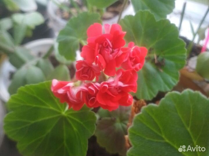 Герань и др комнатные цветы