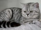 Британский кот, цвета вискас