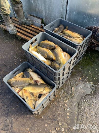 Живая рыба Карп Форель Сом