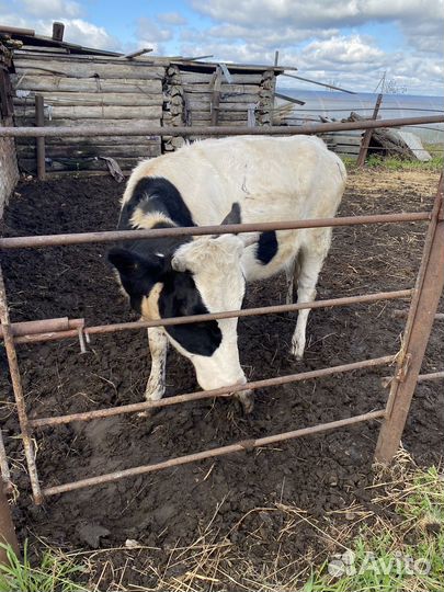 Продам телку