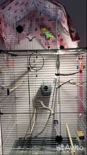 Отдам в добрые руки попугая