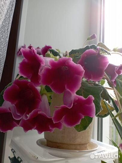 Глоксинии клубни и укорененные листочки