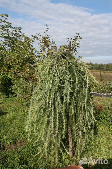 Саженцы лиственницы плакучей формы