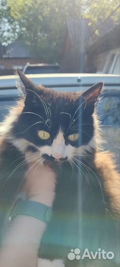 Молодая красавица в добрые руки