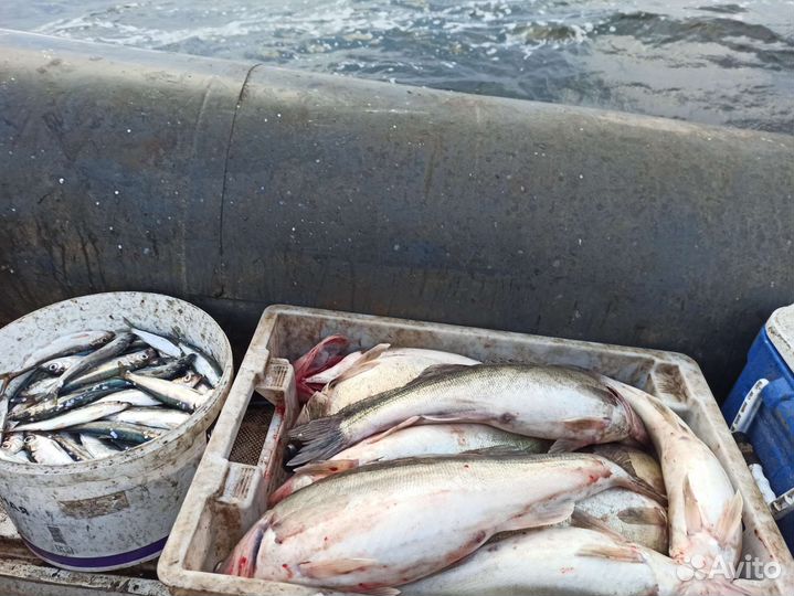Свежая рыба