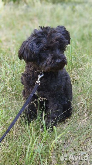 Замечательная собака в добрые руки