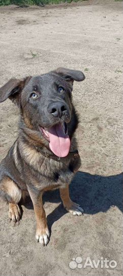 Собака в добрые ответственные руки