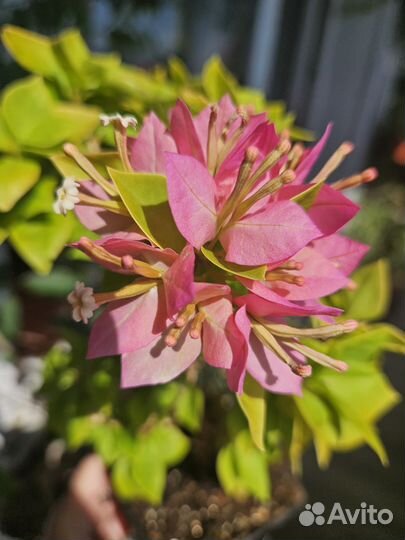 Бугенвиллия Pixie queen sport