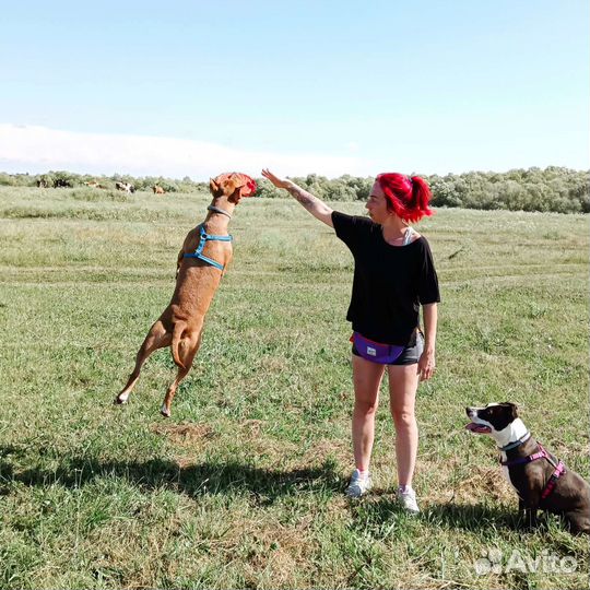 Кинолог зоопсихолог выезд на дом