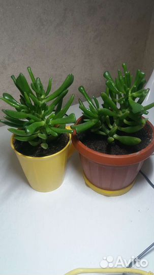 Крассула Хоббиит