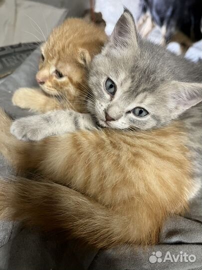 Отдам котят вислоухий мальчик