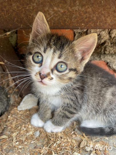 Кошка в дар